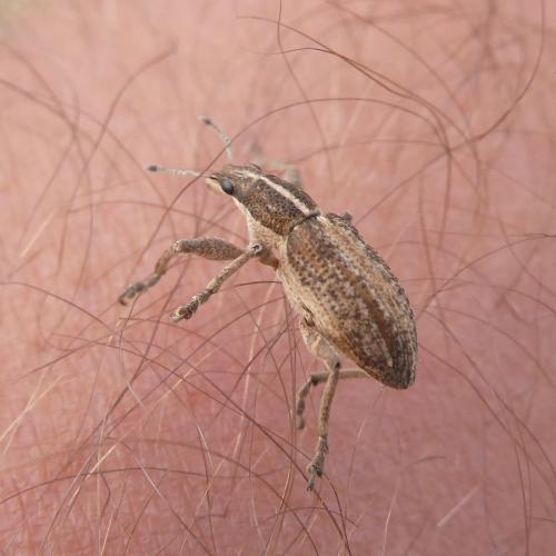 Charagmus gressorius